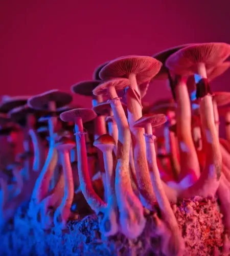 psychedelic-mushrooms